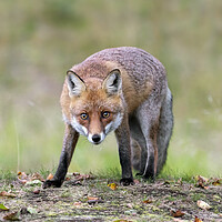 Buy canvas prints of Curious Red Fox by Arterra 