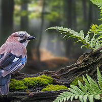Buy canvas prints of Eurasian jay on Tree Trunk in Forest by Arterra 