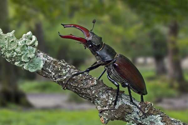 Stag Beetle in Forest Picture Board by Arterra 