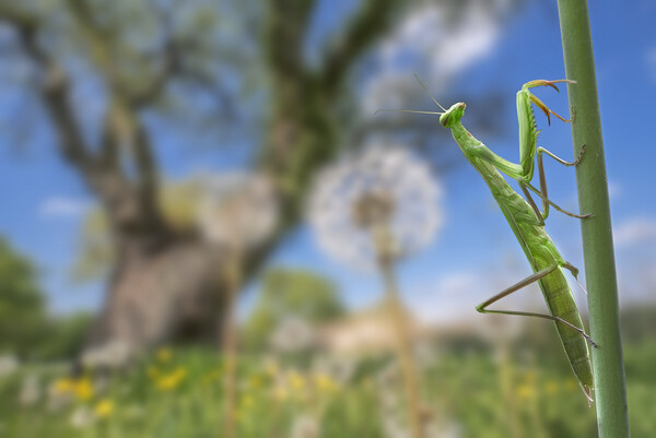 Praying Mantis in Meadow Picture Board by Arterra 