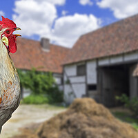 Buy canvas prints of Cock Crowing at Farm Courtyard by Arterra 