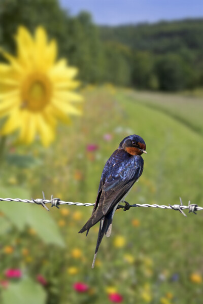 Barn Swallow in Summer Picture Board by Arterra 