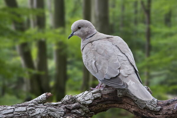 Eurasian Collared Dove in Woodland Picture Board by Arterra 