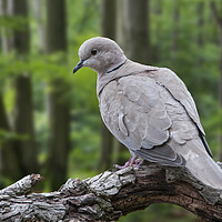 Buy canvas prints of Eurasian Collared Dove in Woodland by Arterra 