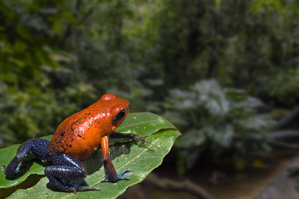 Blue Jeans Strawberry Poison Dart Frog in Rain Forest Picture Board by Arterra 