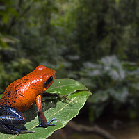 Buy canvas prints of Blue Jeans Strawberry Poison Dart Frog in Rain Forest by Arterra 