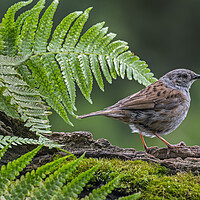 Buy canvas prints of Hedge Accentor in Forest by Arterra 