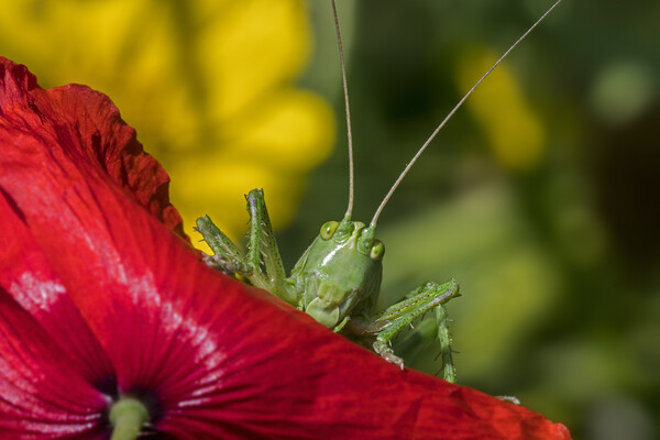 Great Green Bush-Cricket on Poppy Picture Board by Arterra 