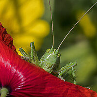 Buy canvas prints of Great Green Bush-Cricket on Poppy by Arterra 