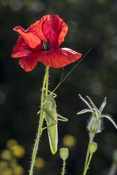Great Green Bush-Cricket Climbing Poppy Picture Board by Arterra 