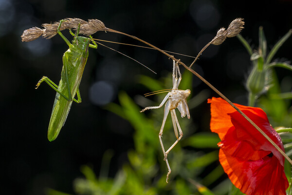 Great Green Bush-Cricket and Moult Picture Board by Arterra 