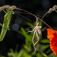 Buy canvas prints of Great Green Bush-Cricket and Moult by Arterra 