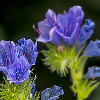 Buy canvas prints of Viper's Bugloss by Arterra 