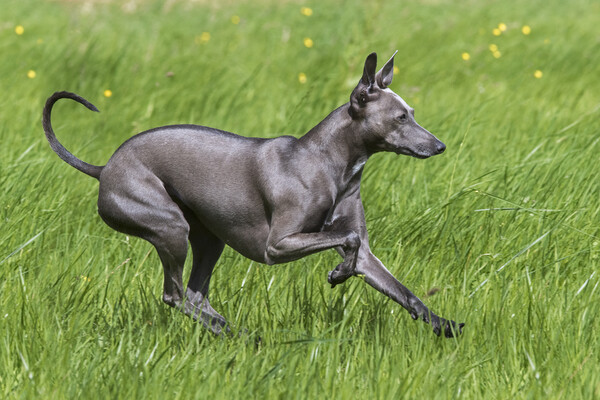 Italian Greyhound Picture Board by Arterra 