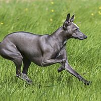 Buy canvas prints of Italian Greyhound by Arterra 