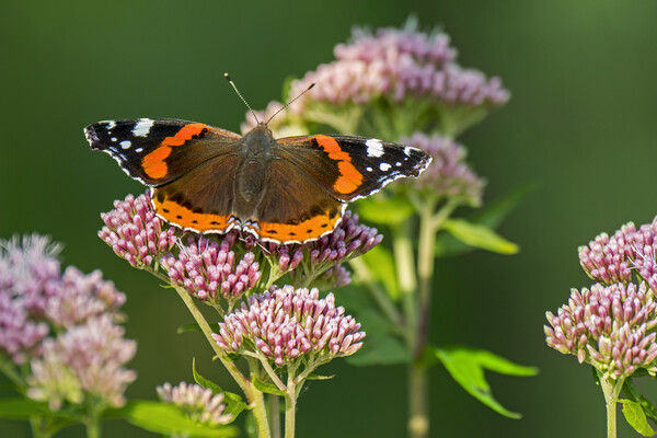 Red Admiral on Hemp Agrimony Picture Board by Arterra 
