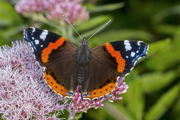 Red Admiral Picture Board by Arterra 