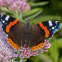 Buy canvas prints of Red Admiral by Arterra 