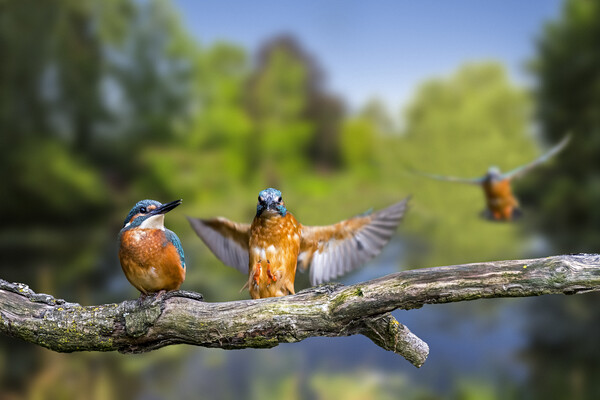 Kingfisher Landing on Branch Picture Board by Arterra 