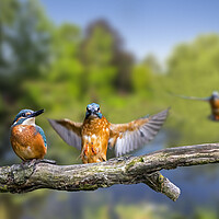 Buy canvas prints of Kingfisher Landing on Branch by Arterra 