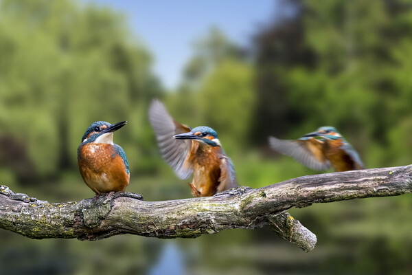 Common Kingfisher Juvenile  Picture Board by Arterra 