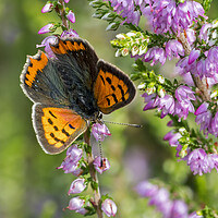 Buy canvas prints of Small Copper Butterfly by Arterra 
