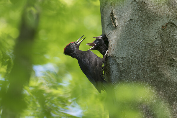 Black Woodpecker Feeding Chicks Picture Board by Arterra 