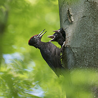Buy canvas prints of Black Woodpecker Feeding Chicks by Arterra 