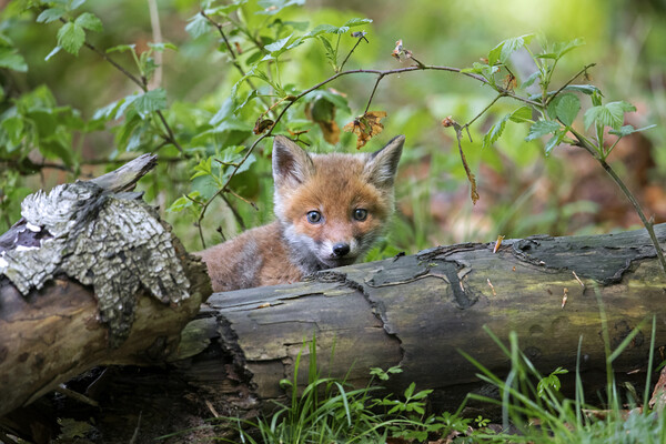 Curious Red Fox Cub in Woodland Picture Board by Arterra 