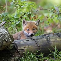 Buy canvas prints of Curious Red Fox Cub in Woodland by Arterra 