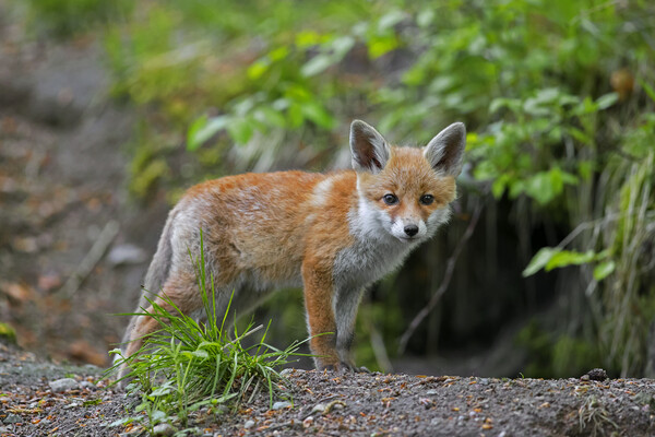 Young Red Fox at Burrow in Forest Picture Board by Arterra 