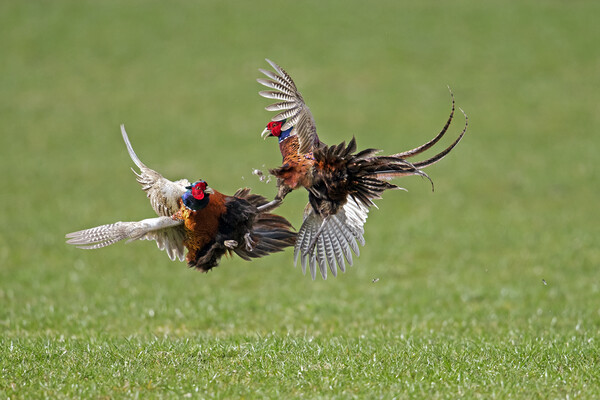 Fighting Pheasant Cocks in Field Picture Board by Arterra 