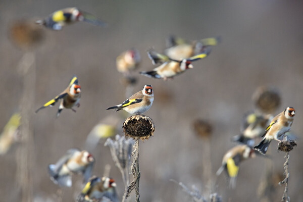 Goldfinches  Picture Board by Arterra 