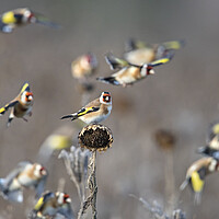 Buy canvas prints of Goldfinches  by Arterra 
