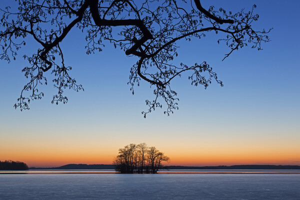 Silhouette of Tree in Winter Picture Board by Arterra 