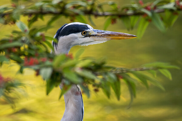 Grey Heron Close Up Picture Board by Arterra 