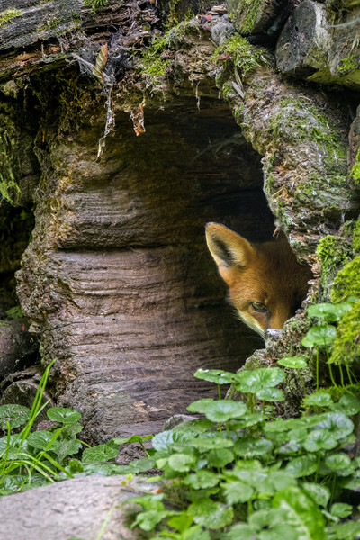 Shy Red Fox  Picture Board by Arterra 