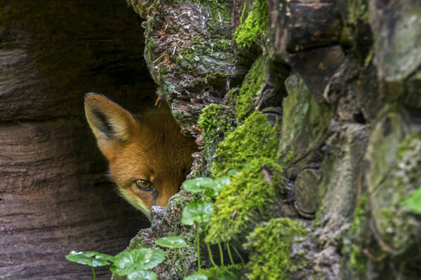 Red Fox Hiding Picture Board by Arterra 