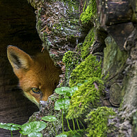 Buy canvas prints of Red Fox Hiding by Arterra 