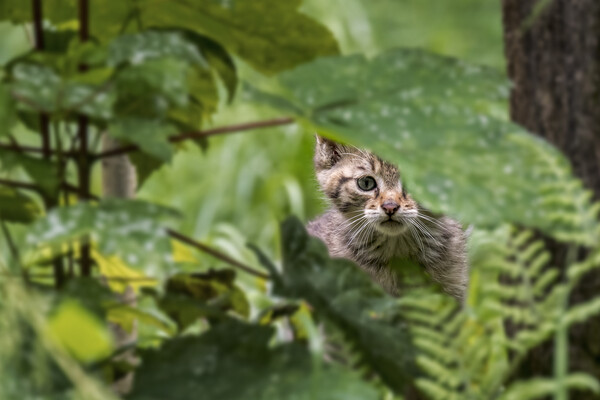 Wild Cat Kitten in Woodland Picture Board by Arterra 