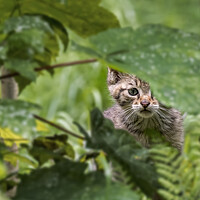 Buy canvas prints of Wild Cat Kitten in Woodland by Arterra 