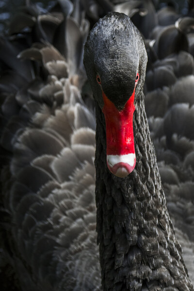Black Swan Close UP Picture Board by Arterra 