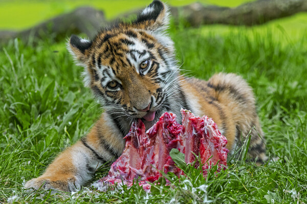 Tiger Cub Having A Bite Picture Board by Arterra 