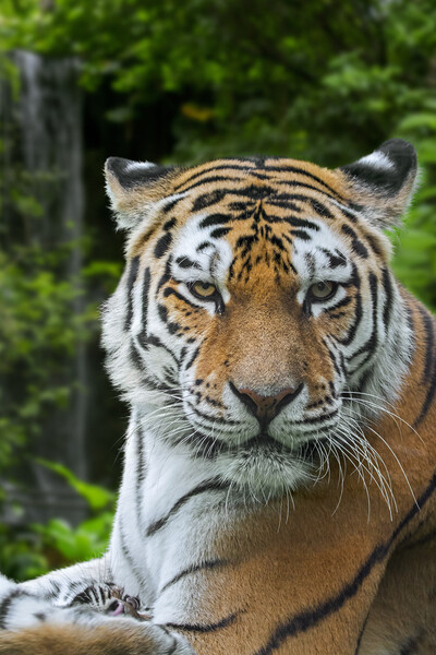 Siberian Tiger Picture Board by Arterra 
