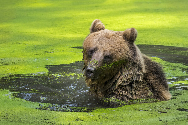 Brown Bear in Pond Picture Board by Arterra 