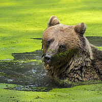 Buy canvas prints of Brown Bear in Pond by Arterra 