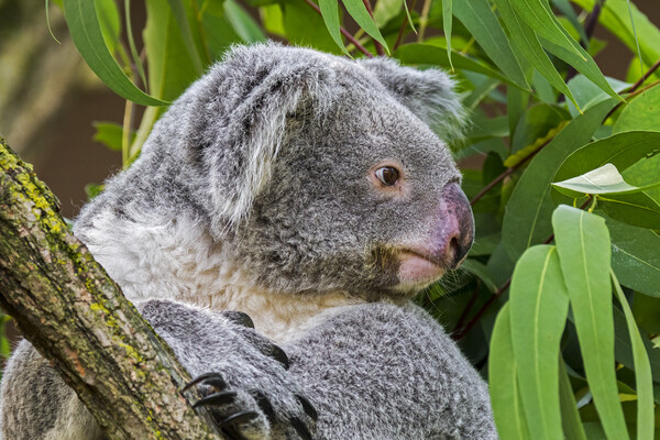 Koala Bear in Tree Picture Board by Arterra 