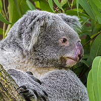 Buy canvas prints of Koala Bear in Tree by Arterra 