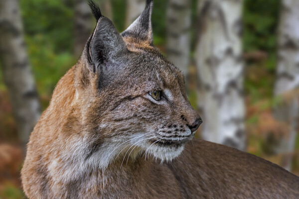 Eurasian Lynx in Birch Forest Picture Board by Arterra 