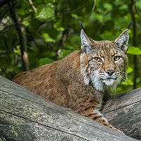 Buy canvas prints of Eurasian Lynx in Woodland by Arterra 